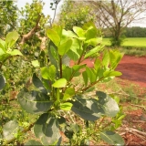Yerba Maté