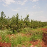 Yerba Maté