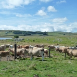 Aubrac, buron de Born